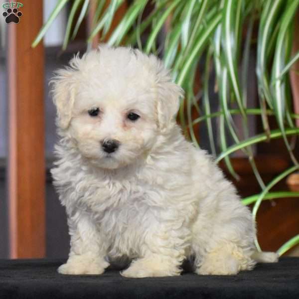 Cody, Bichon Frise Puppy